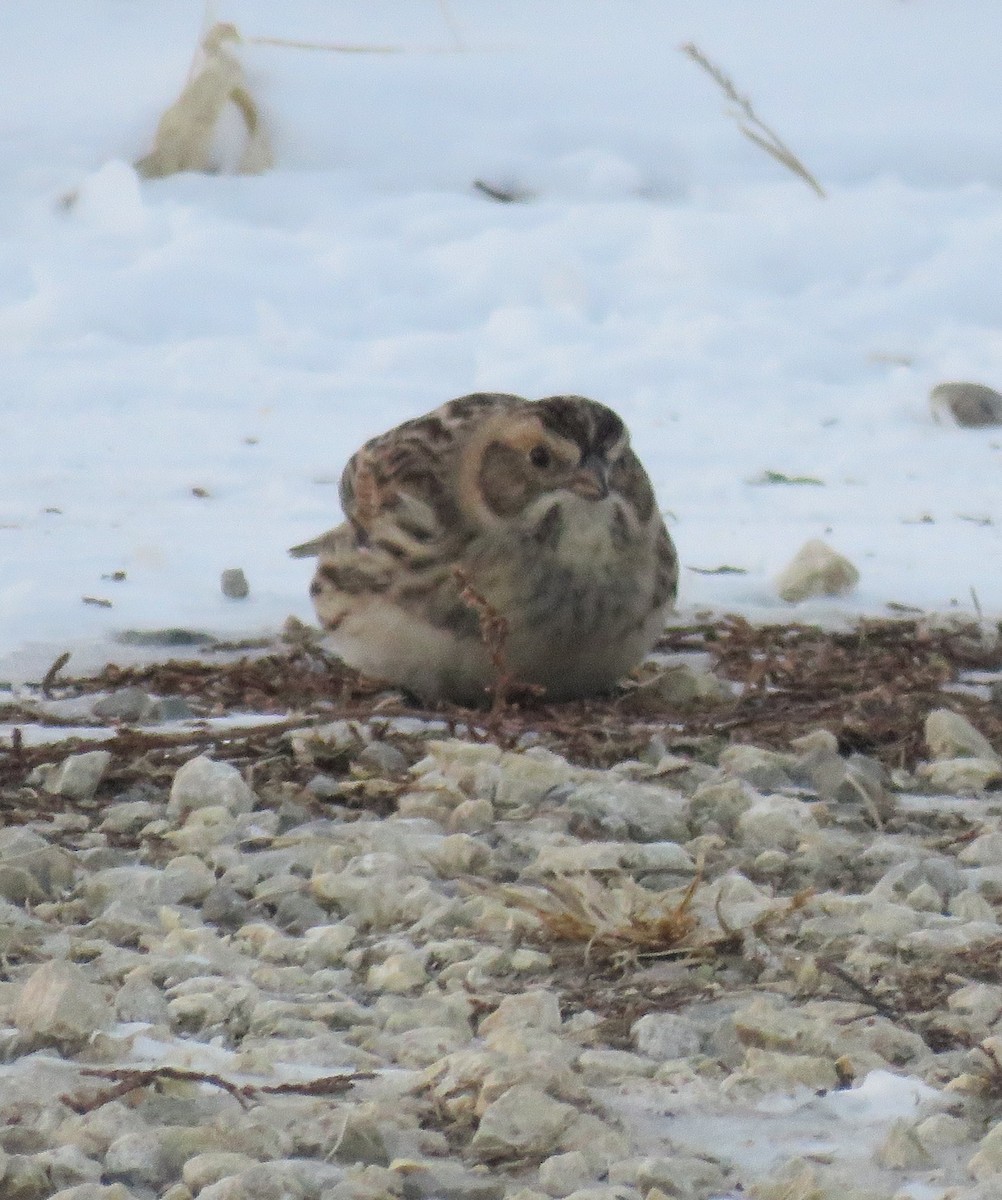 Lapland Longspur - ML646424056