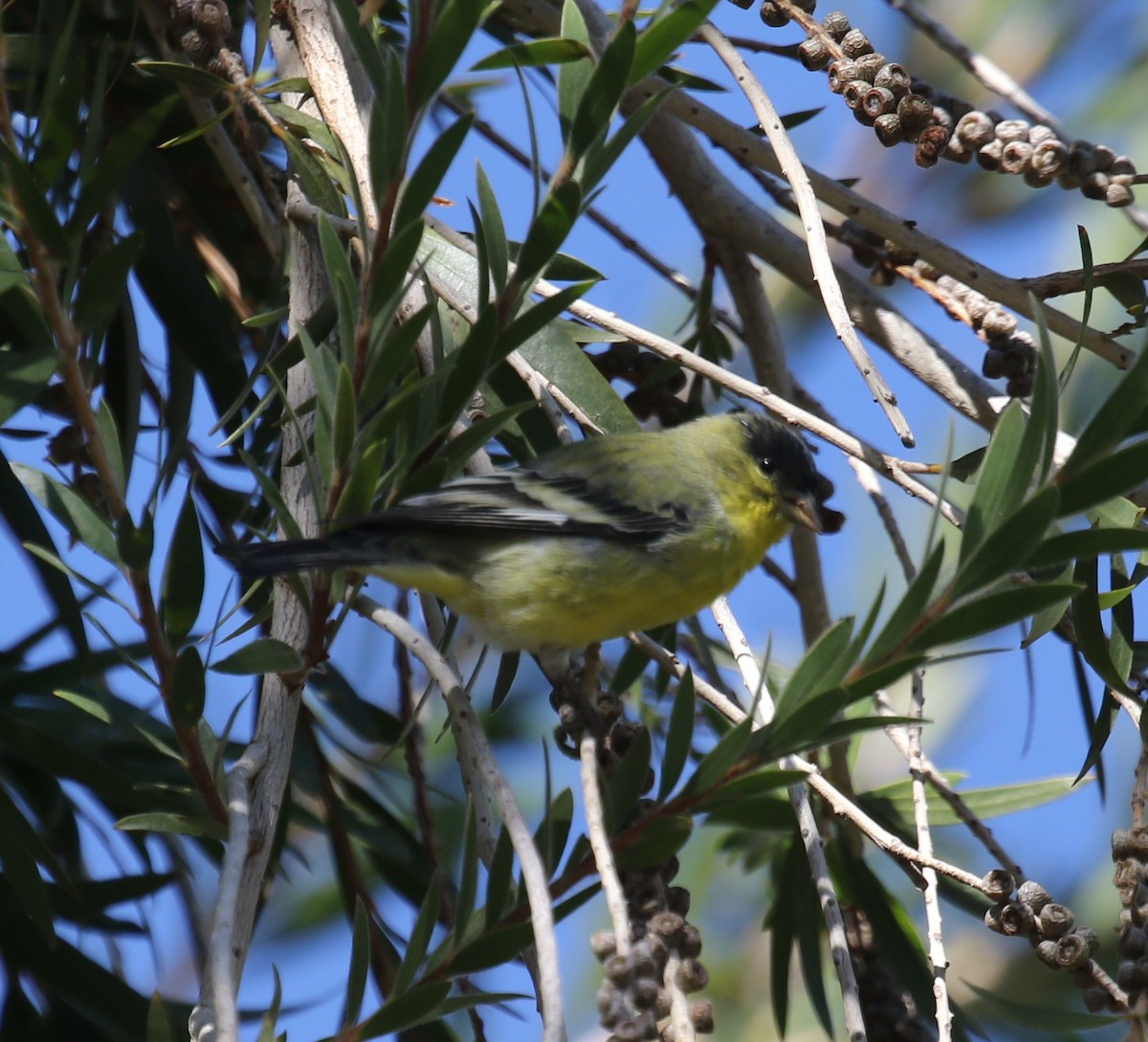 Mexikozeisig - ML646424058