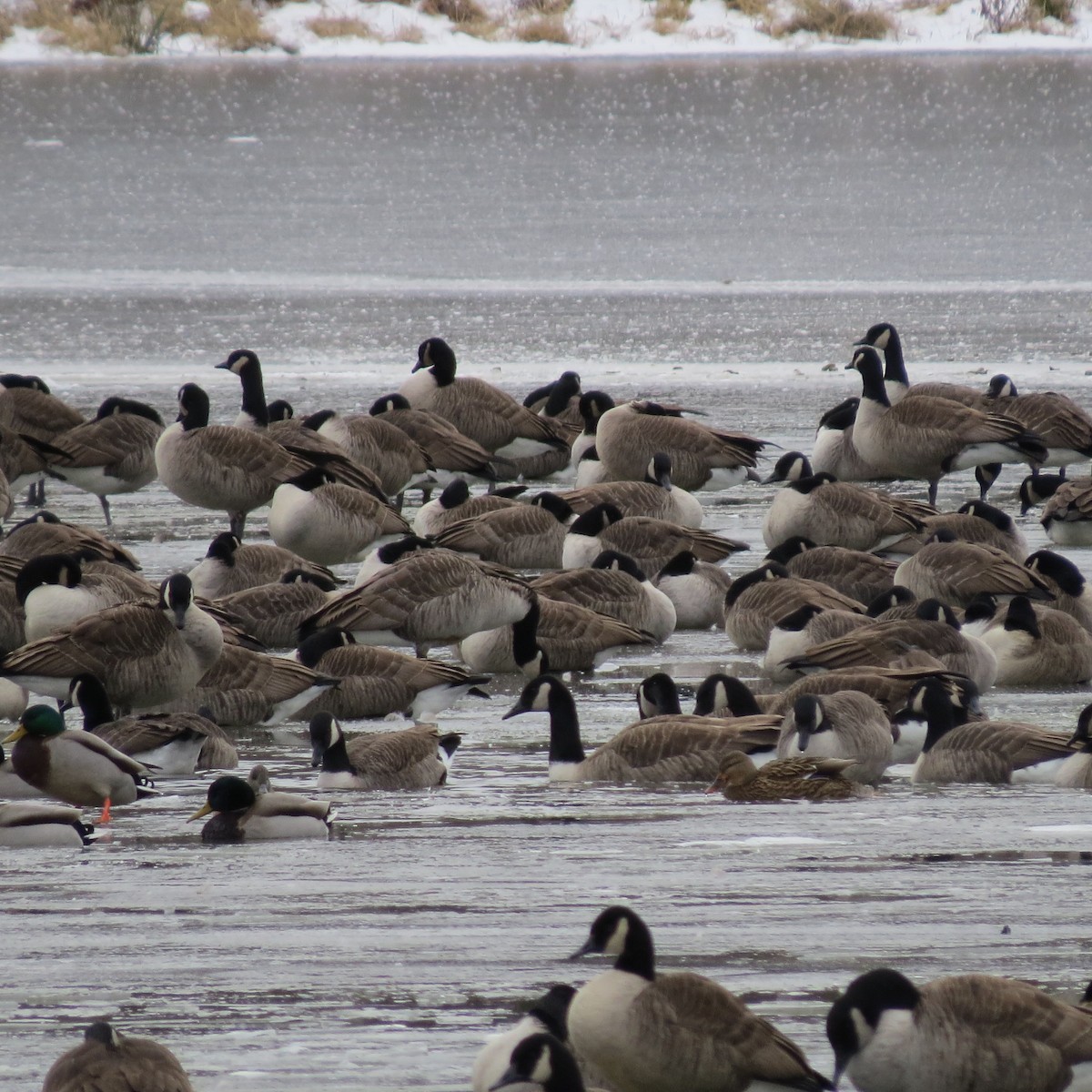 Bernache du Canada - ML646424069