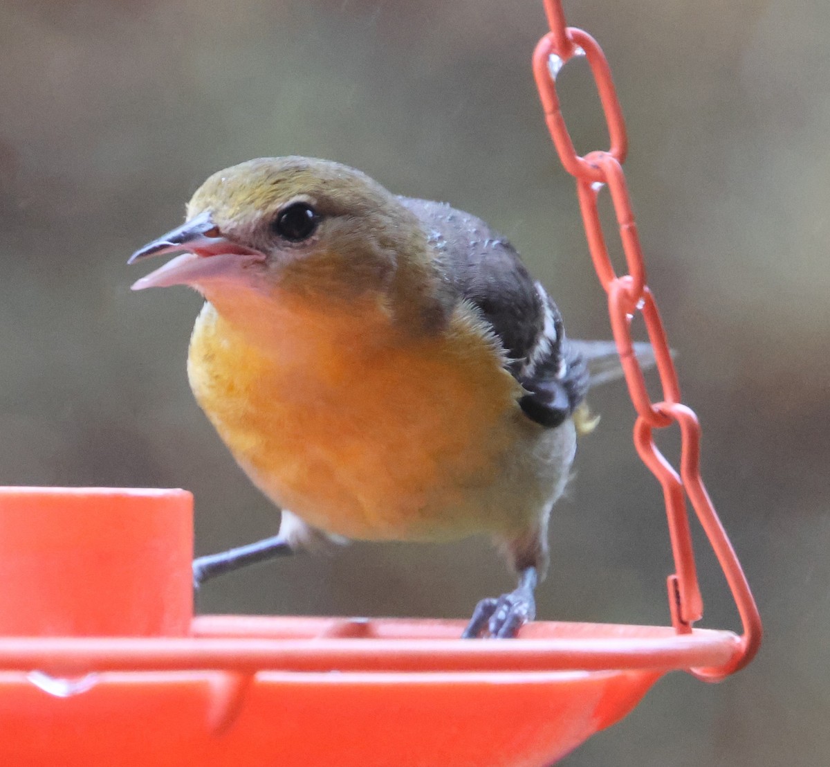 trupiál baltimorský - ML646424073