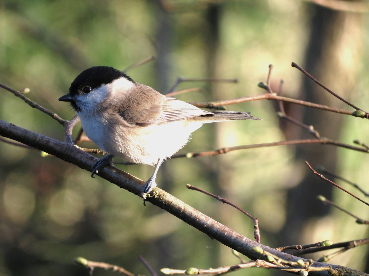 sýkora babka - ML646424074