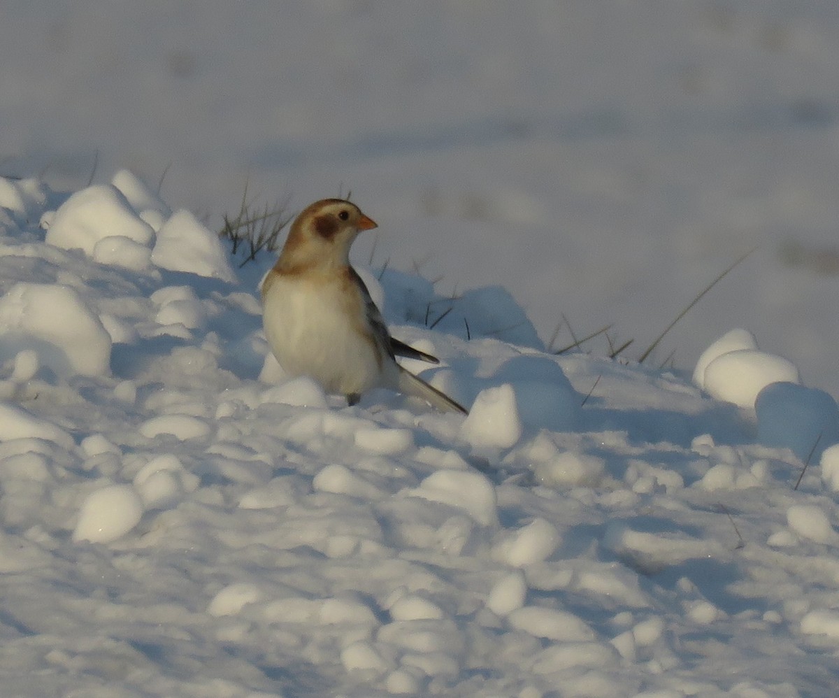 Snow Bunting - ML646424075