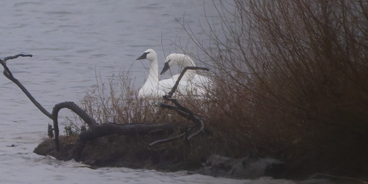 Küçük Kuğu - ML646424076