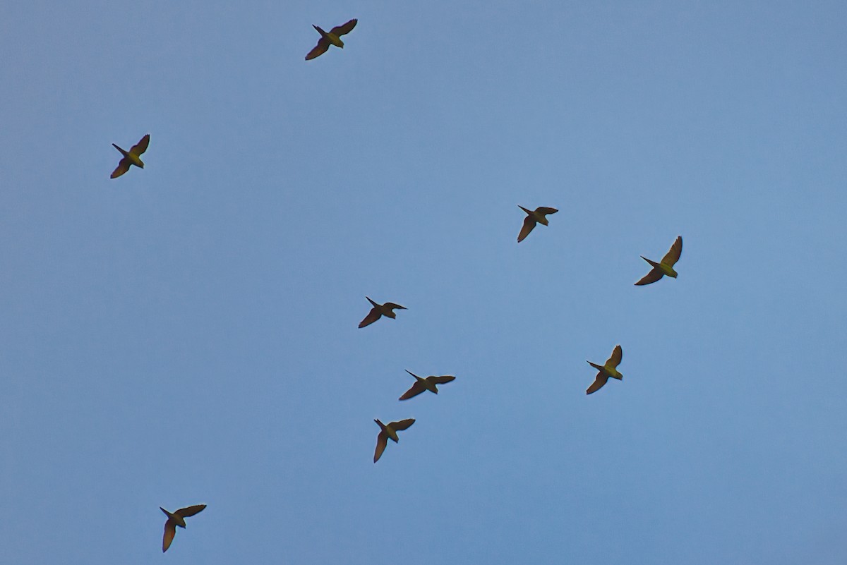 Crimson-fronted Parakeet - ML646424077