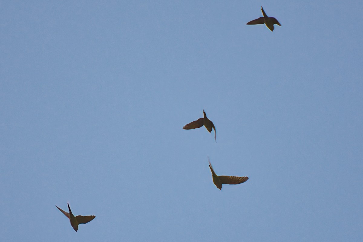 Crimson-fronted Parakeet - ML646424079