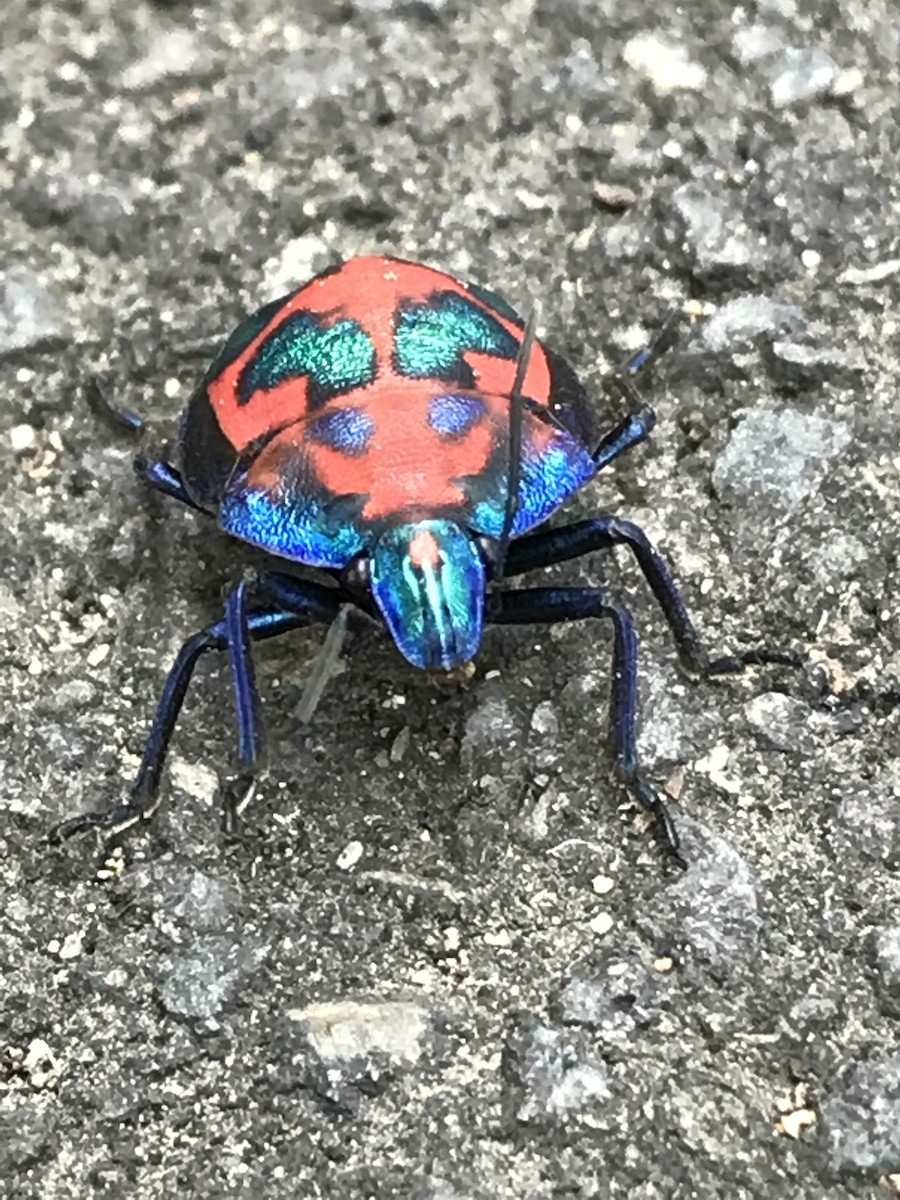 Hibiscus Harlequin Bug - ML646424080