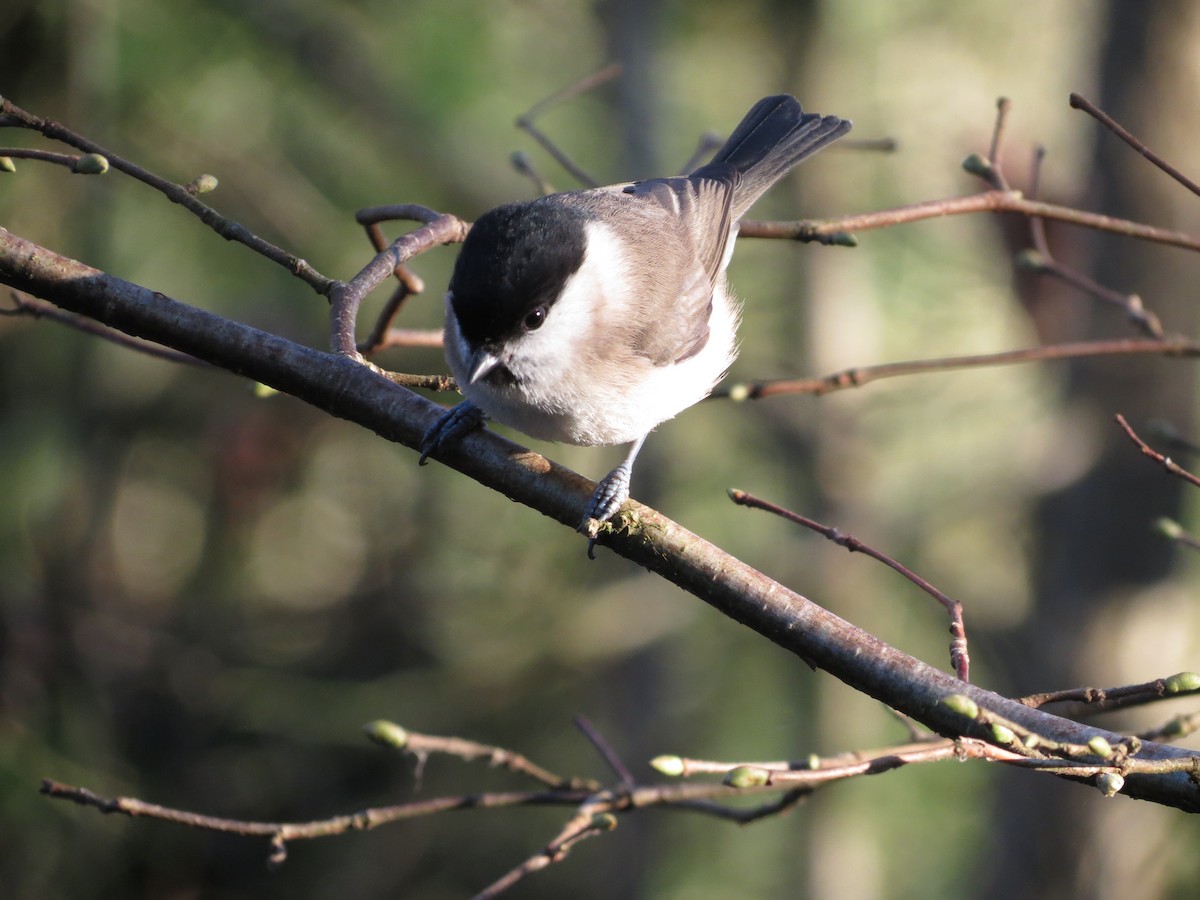 sýkora babka - ML646424081