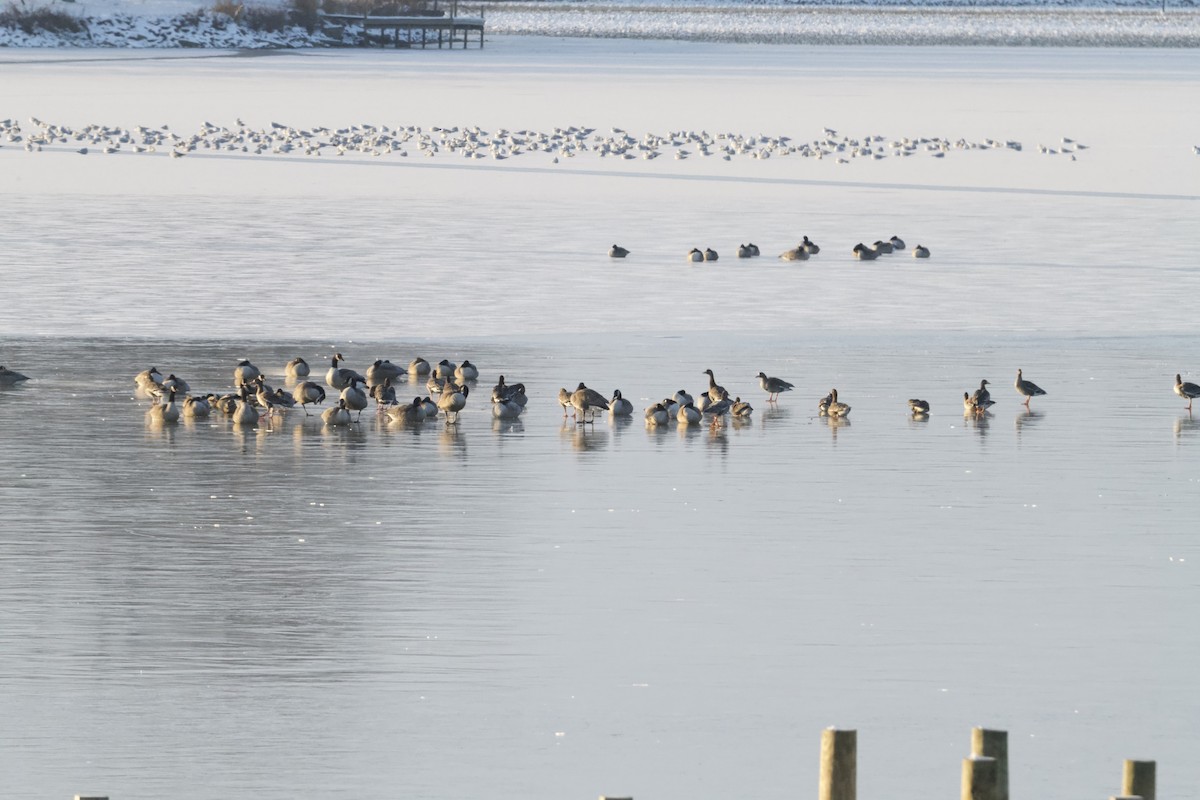 Greater White-fronted Goose - ML646424084