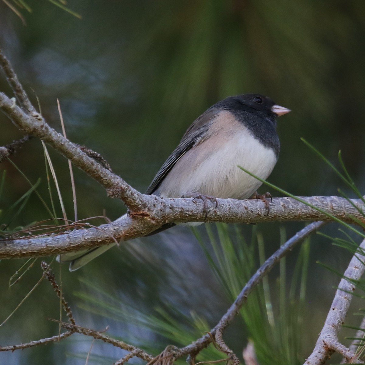 Winterammer [oreganus-Gruppe] - ML646424087