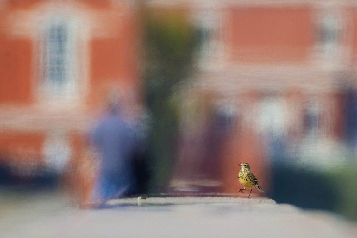 American Pipit - ML646424089