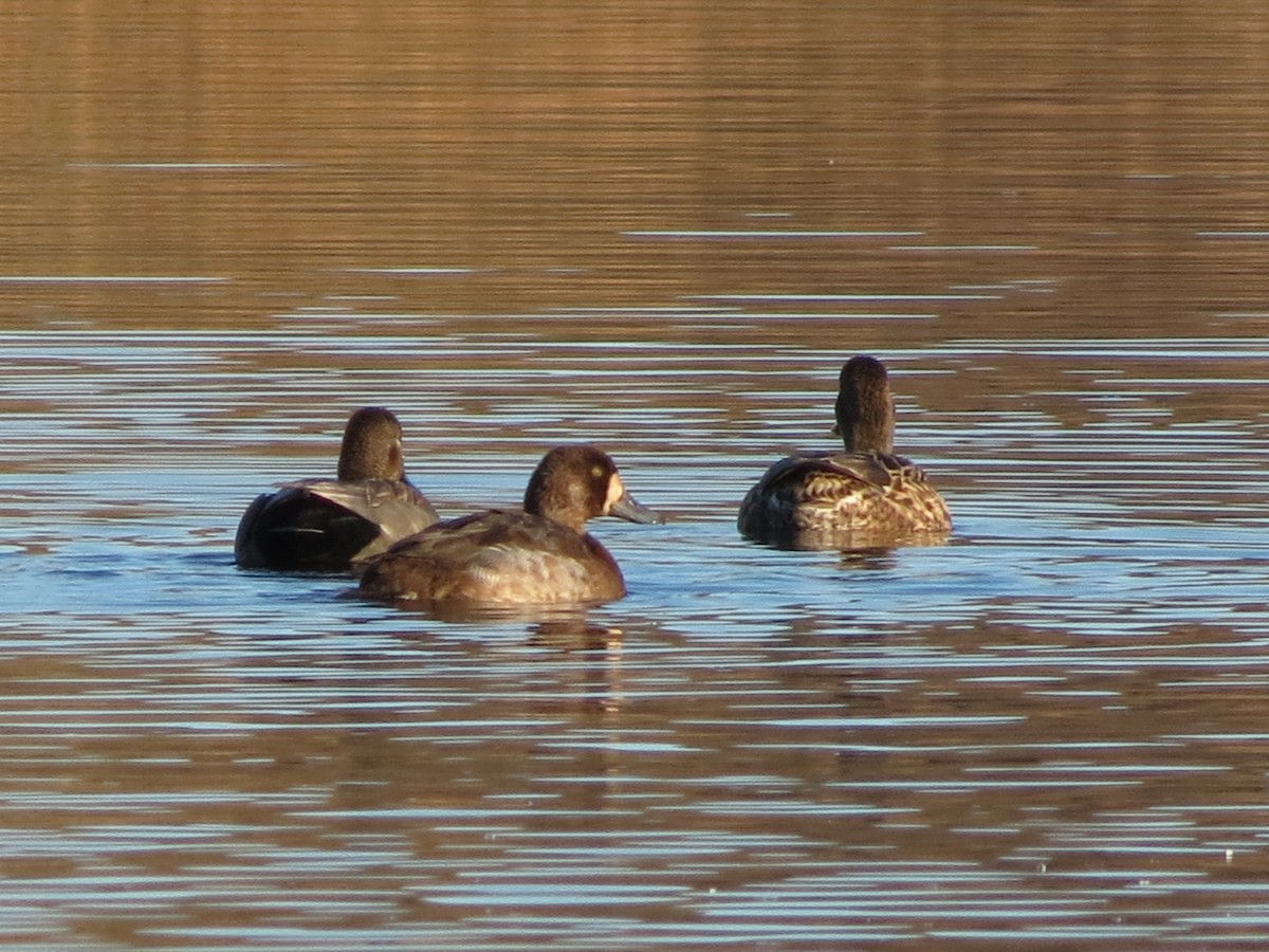 polák kaholka - ML646424090