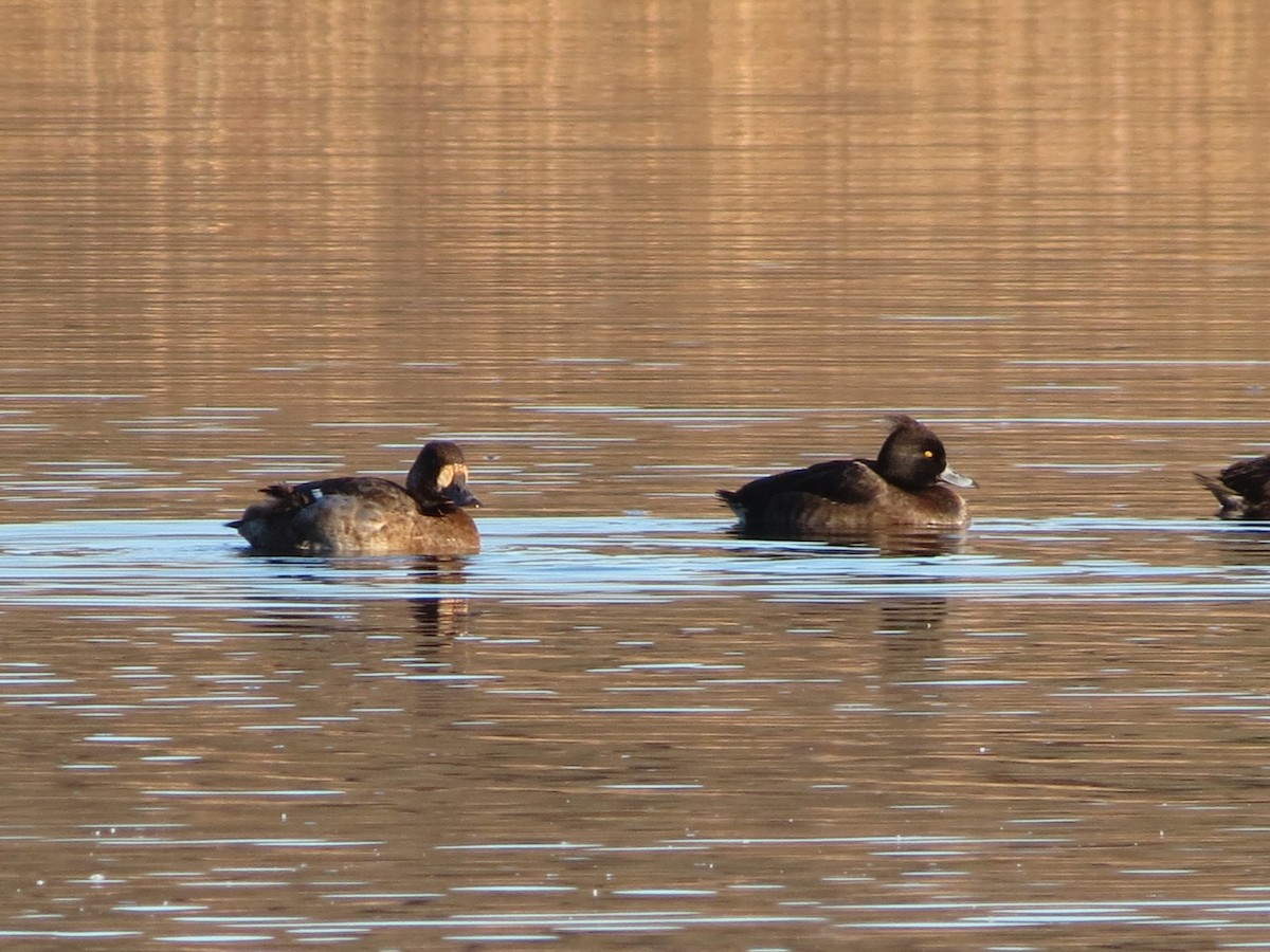 polák kaholka - ML646424091