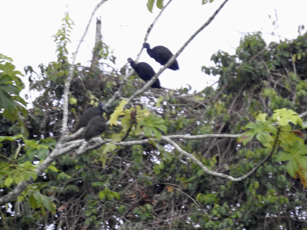 Green Ibis - ML646424092