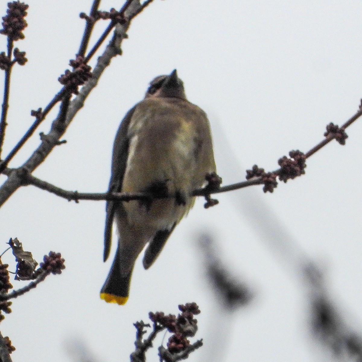 Zedernseidenschwanz - ML646424093