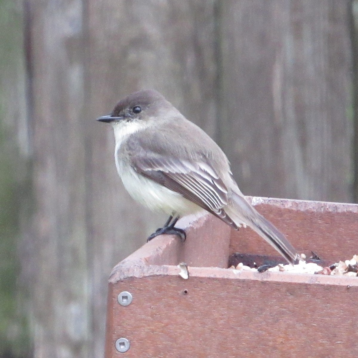 Eastern Phoebe - ML646424095