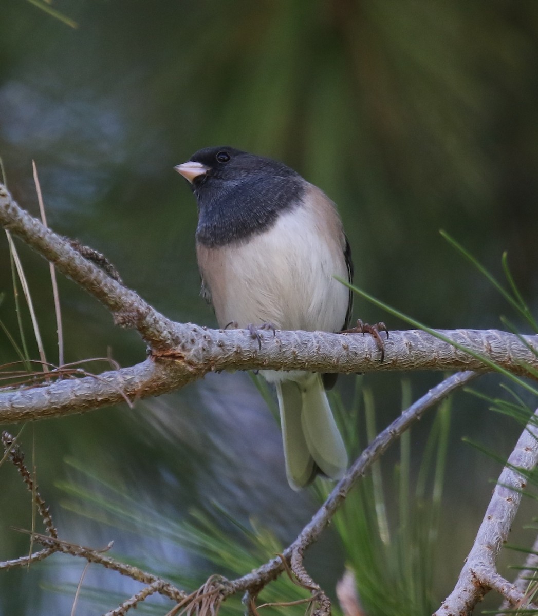 Winterammer [oreganus-Gruppe] - ML646424097