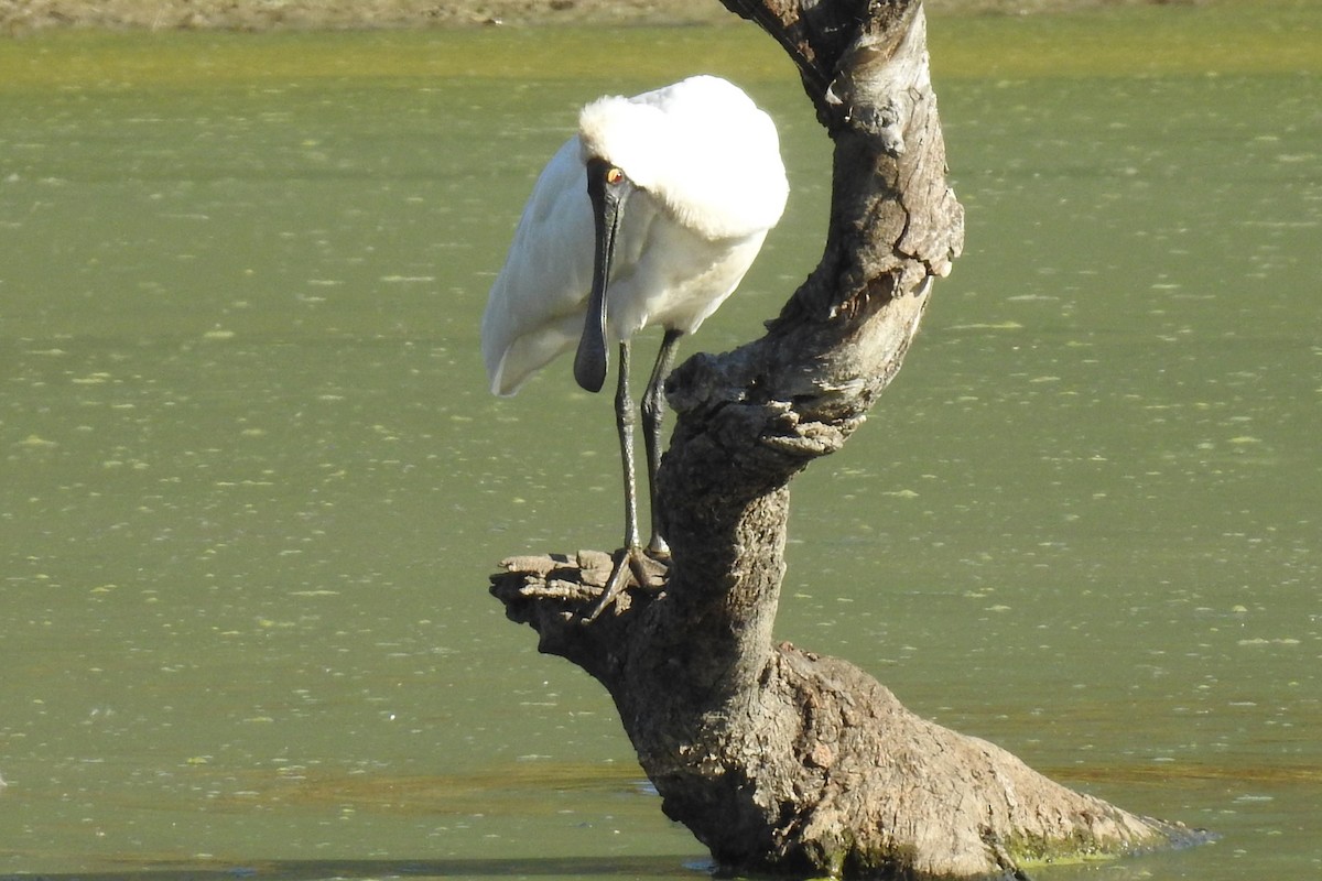 Косар королівський - ML646424098