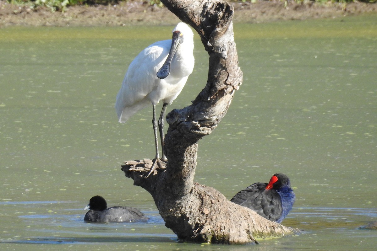 Косар королівський - ML646424099