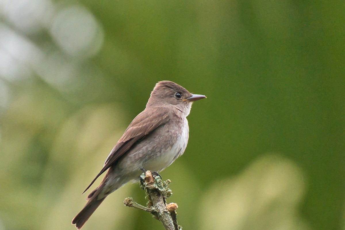 Olive-sided Flycatcher - ML646424100