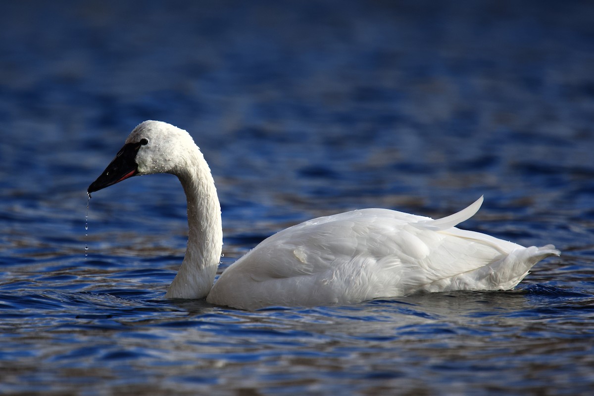 Tundra Swan - ML646424101