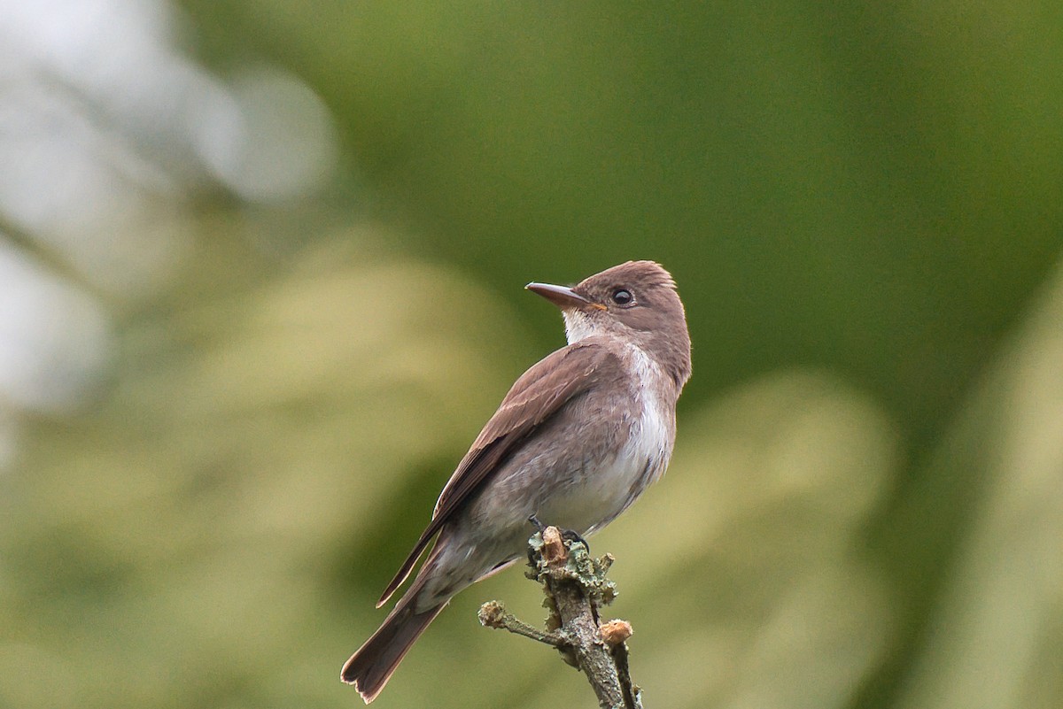 Olive-sided Flycatcher - ML646424102
