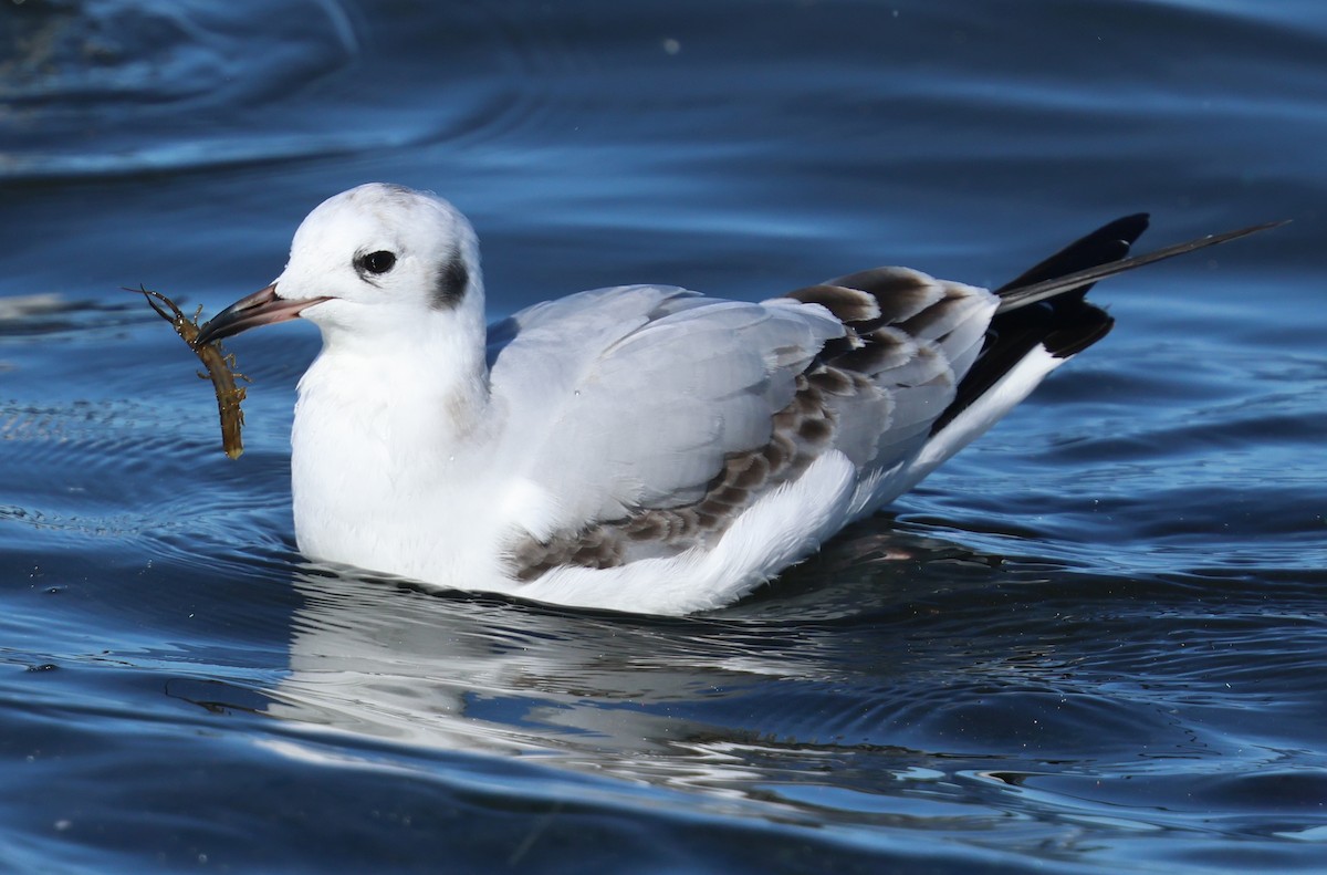 Bonaparte's Gull - ML646424104
