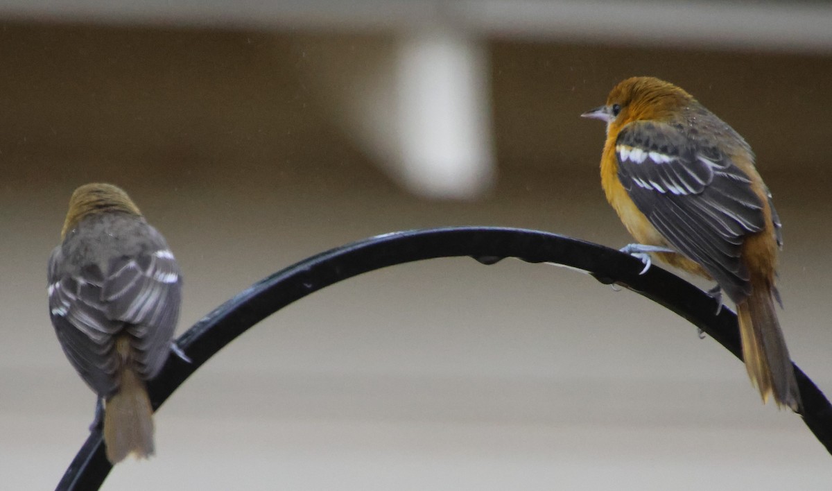 trupiál baltimorský - ML646424105