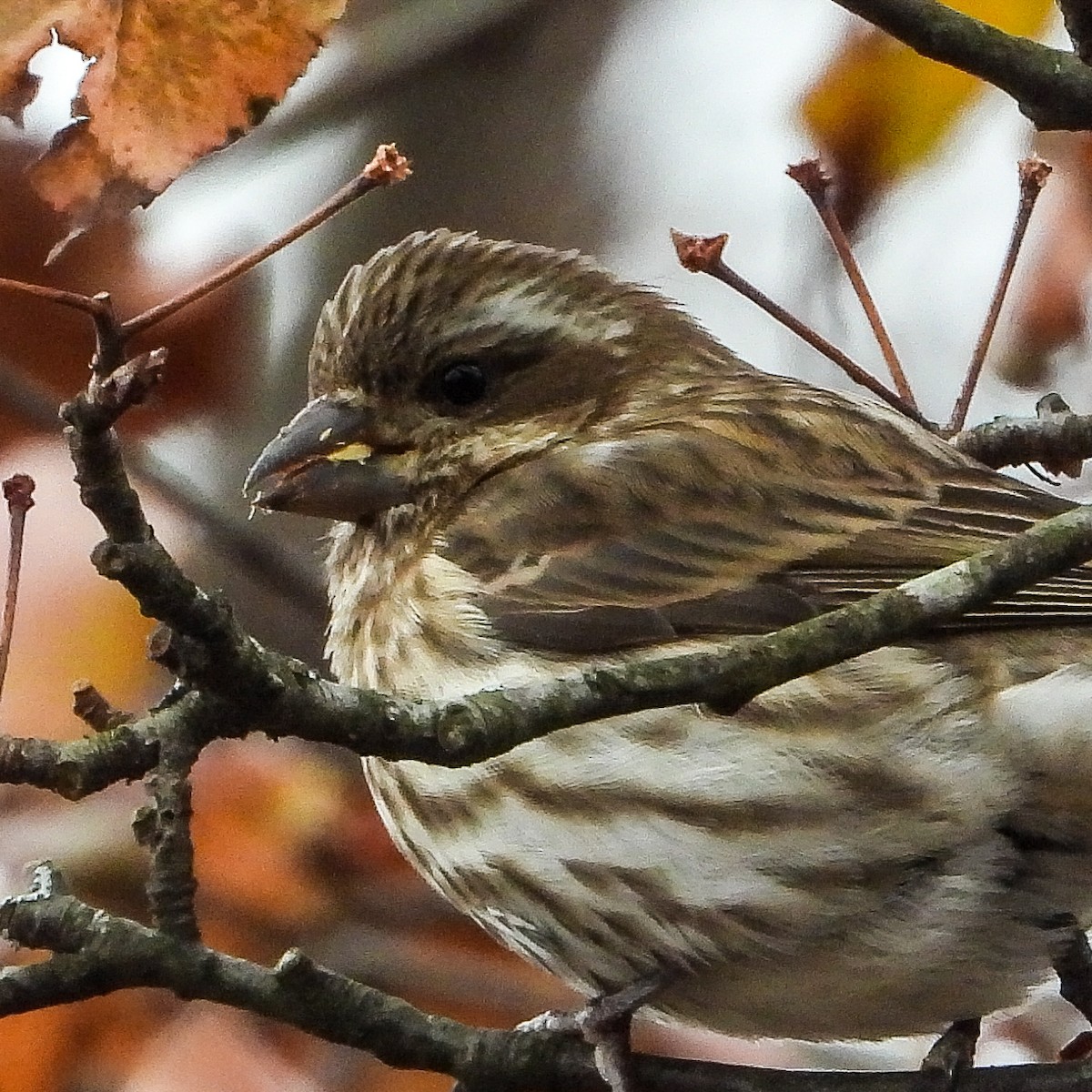 Purpurgimpel - ML646424106