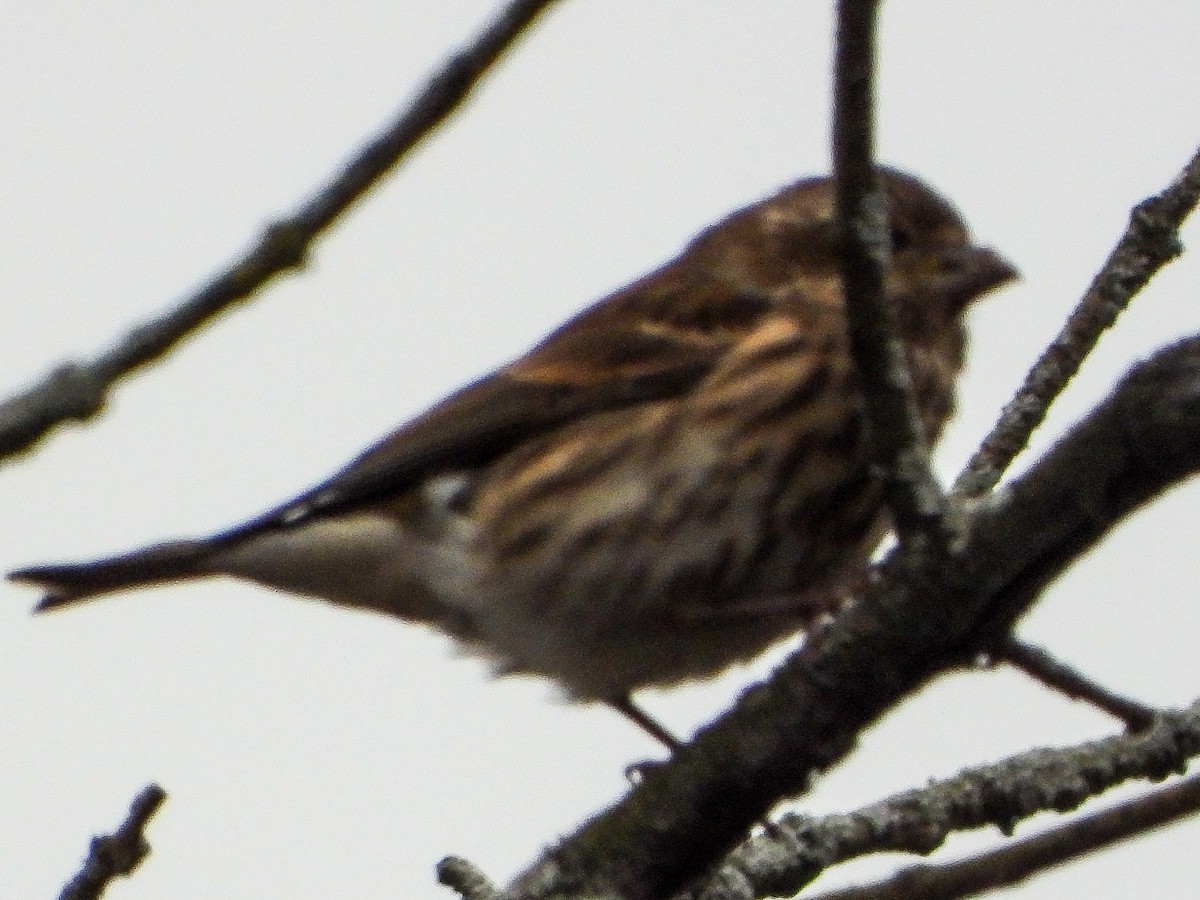 Purpurgimpel - ML646424107