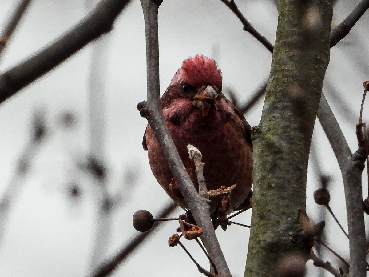 Purpurgimpel - ML646424108