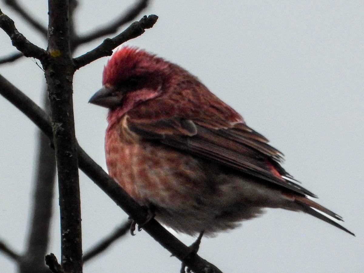 Purpurgimpel - ML646424109