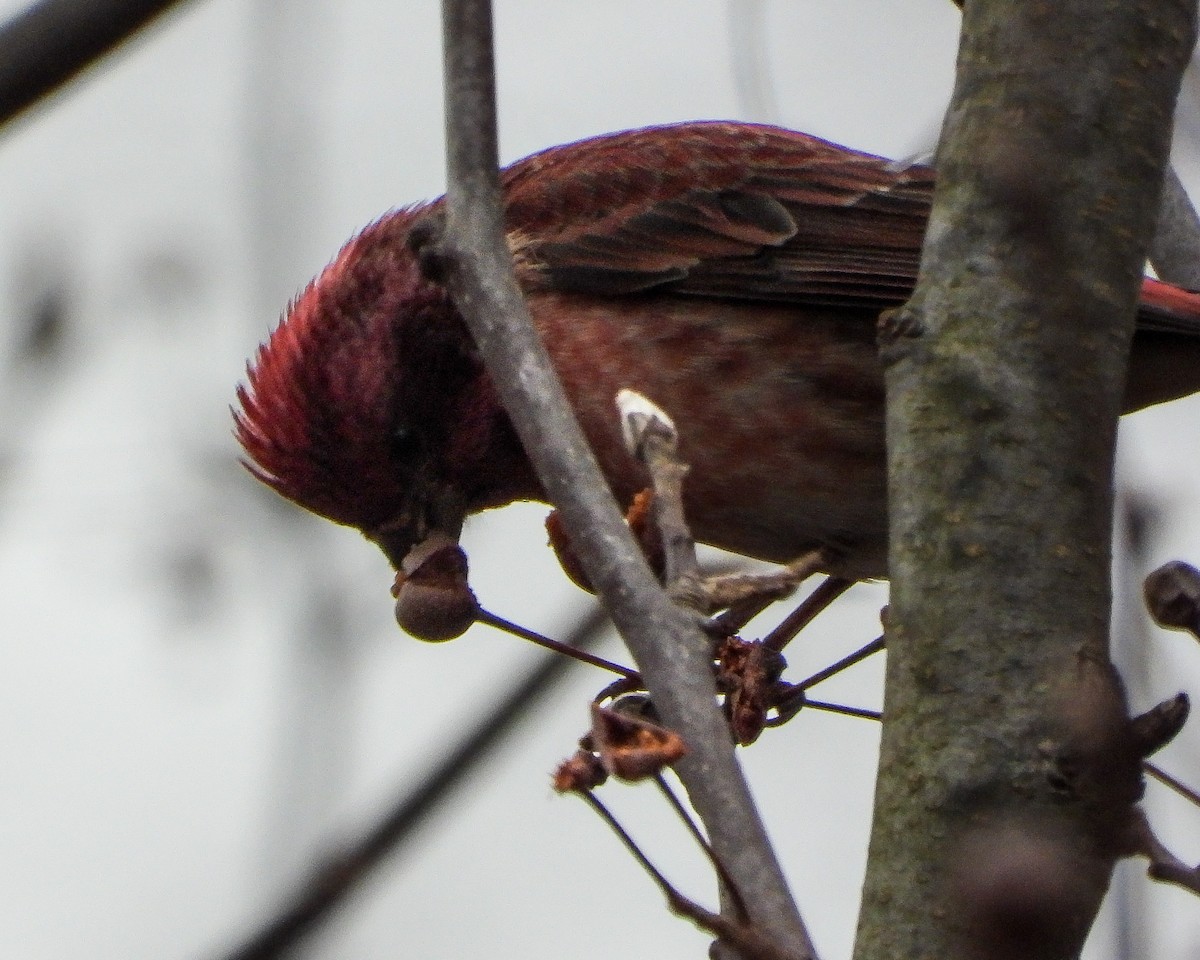 Purpurgimpel - ML646424110