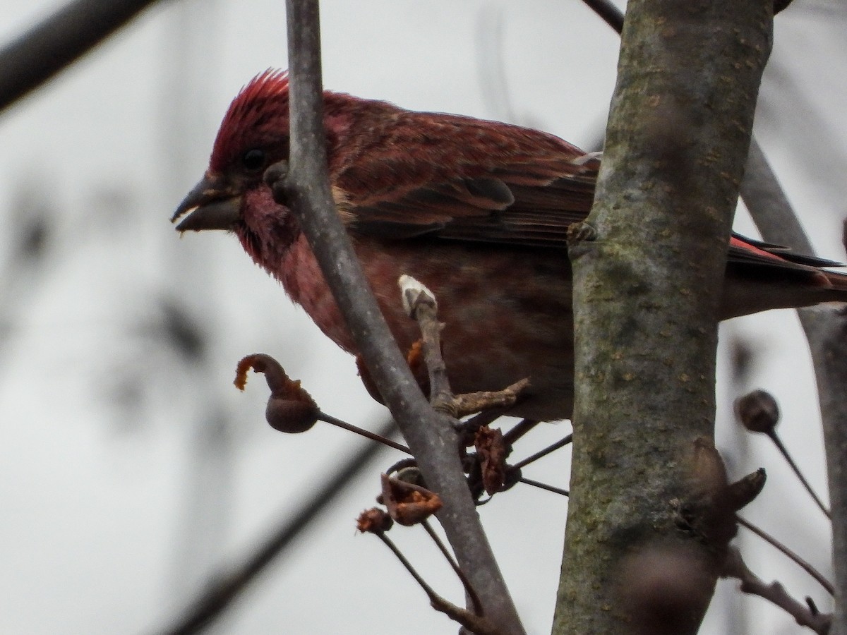 Purpurgimpel - ML646424111