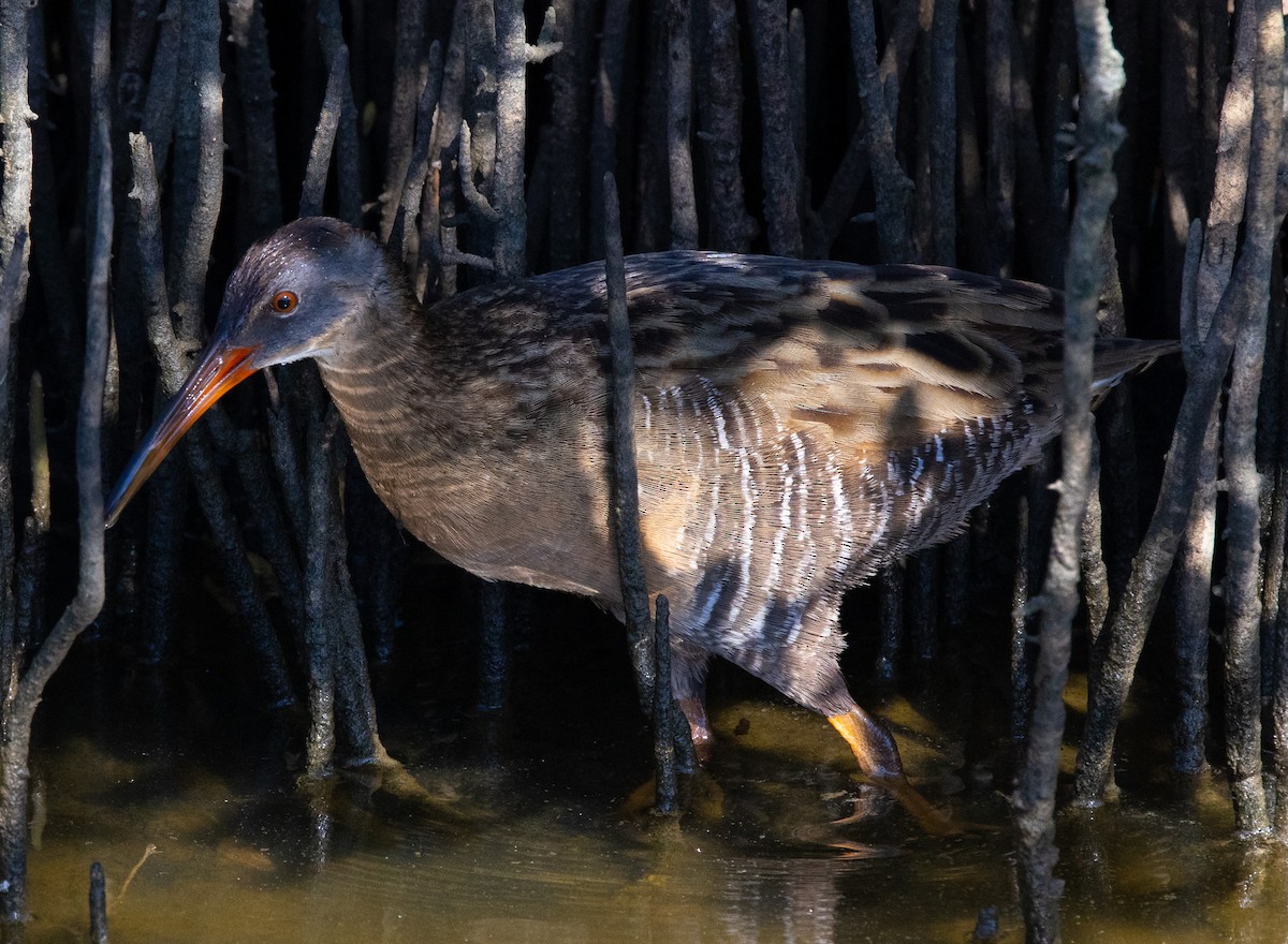 chřástal atlantický (ssp. saturatus/scottii) - ML646424112