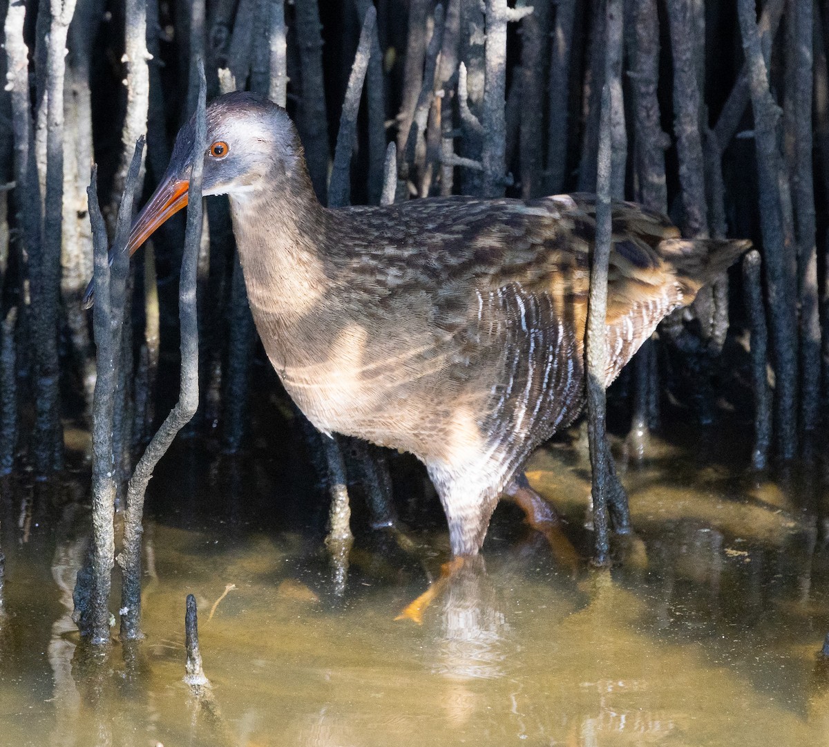 chřástal atlantický (ssp. saturatus/scottii) - ML646424113