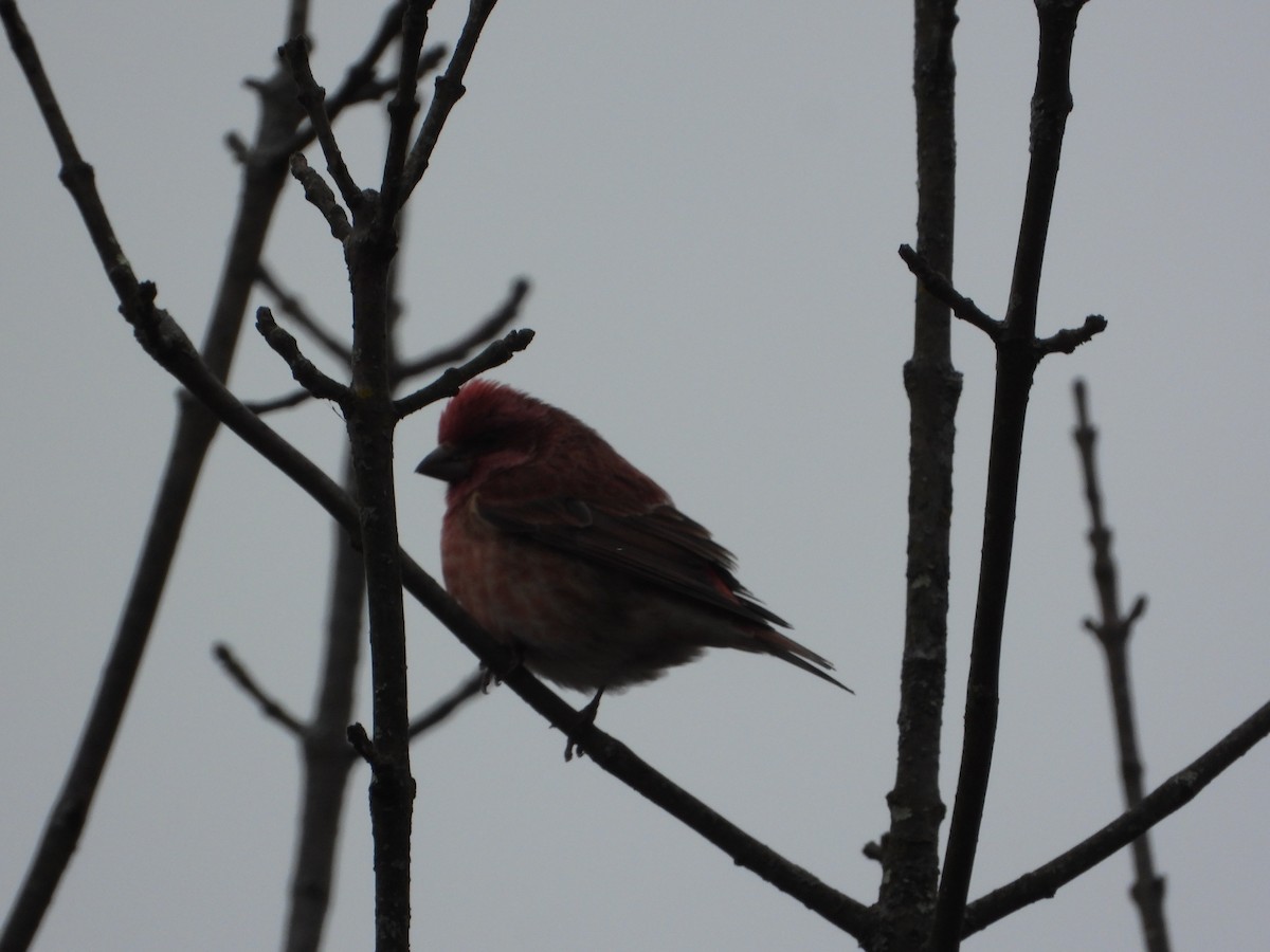 Purpurgimpel - ML646424114