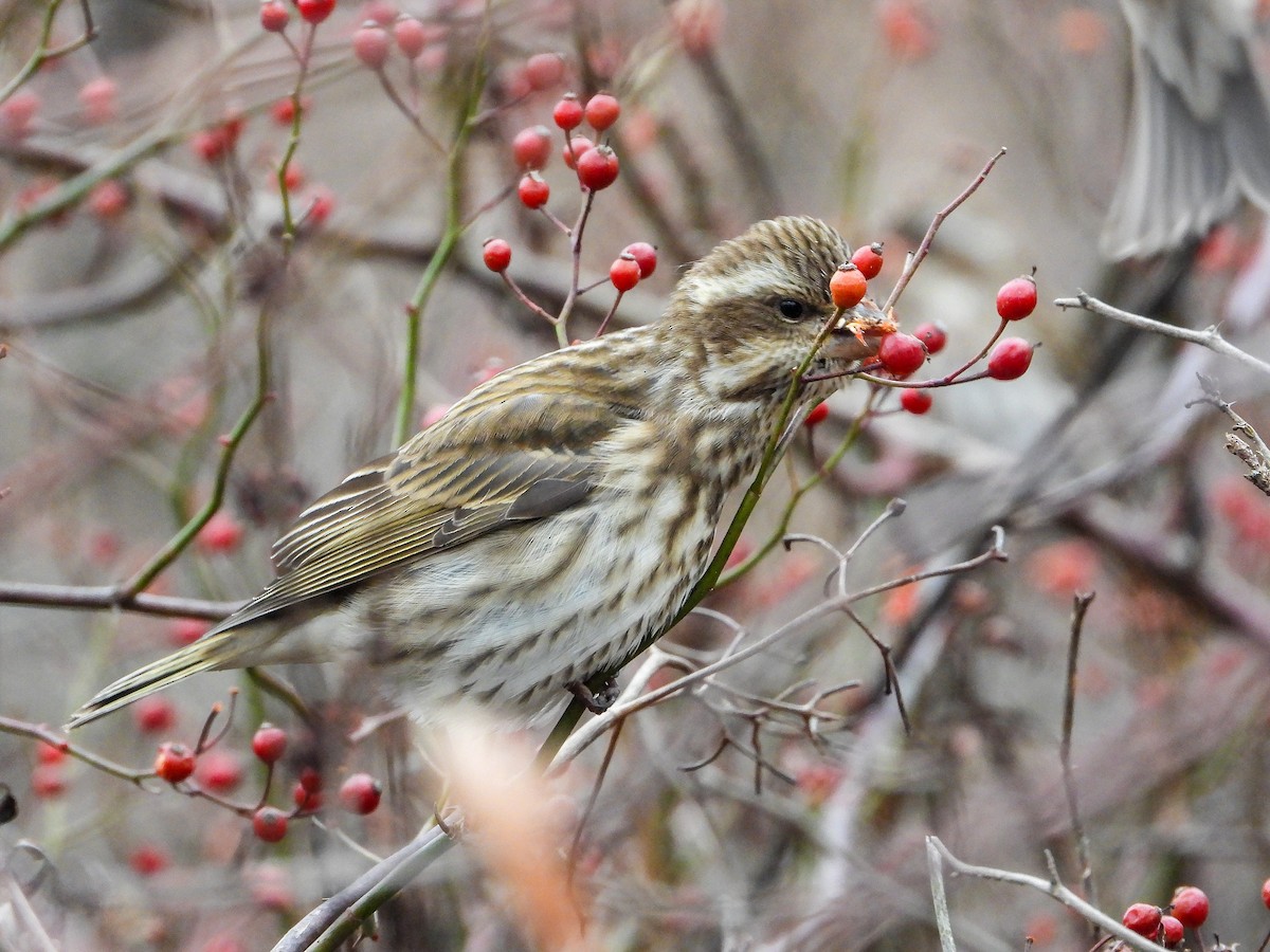 Purpurgimpel - ML646424115