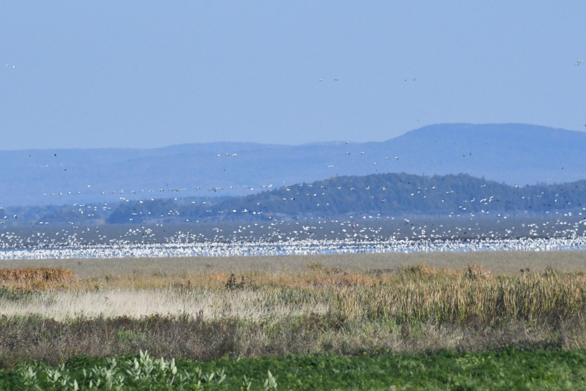 Schneegans - ML646424117