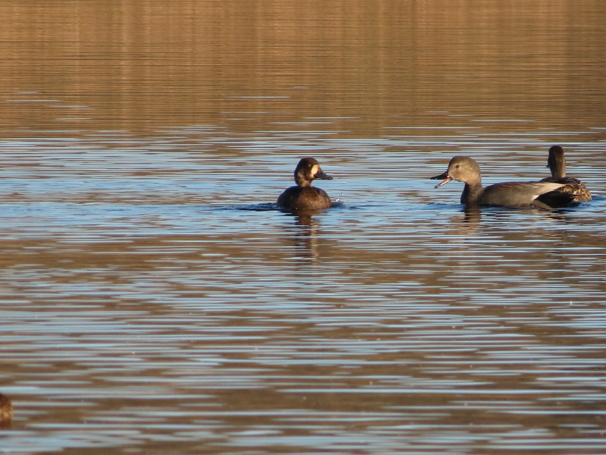 polák kaholka - ML646424118