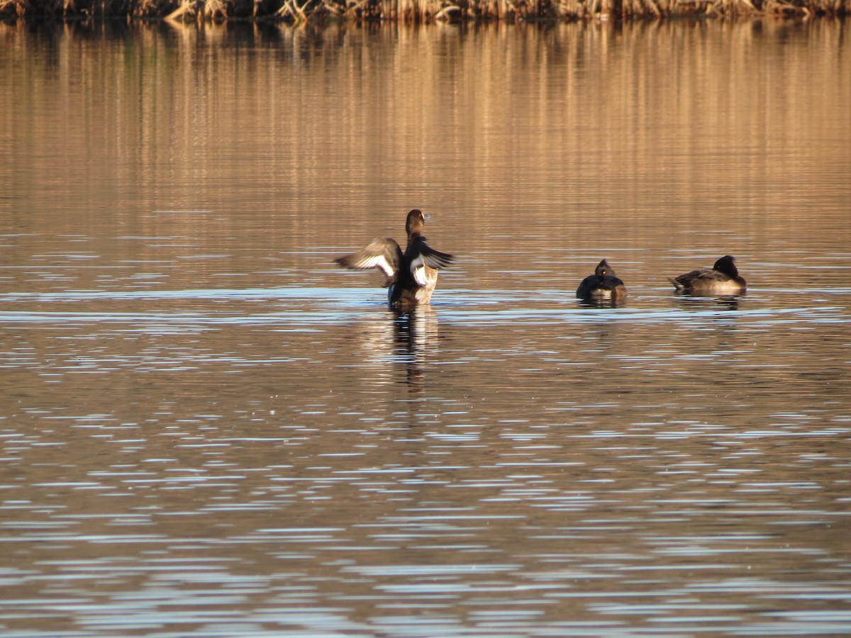 polák kaholka - ML646424119