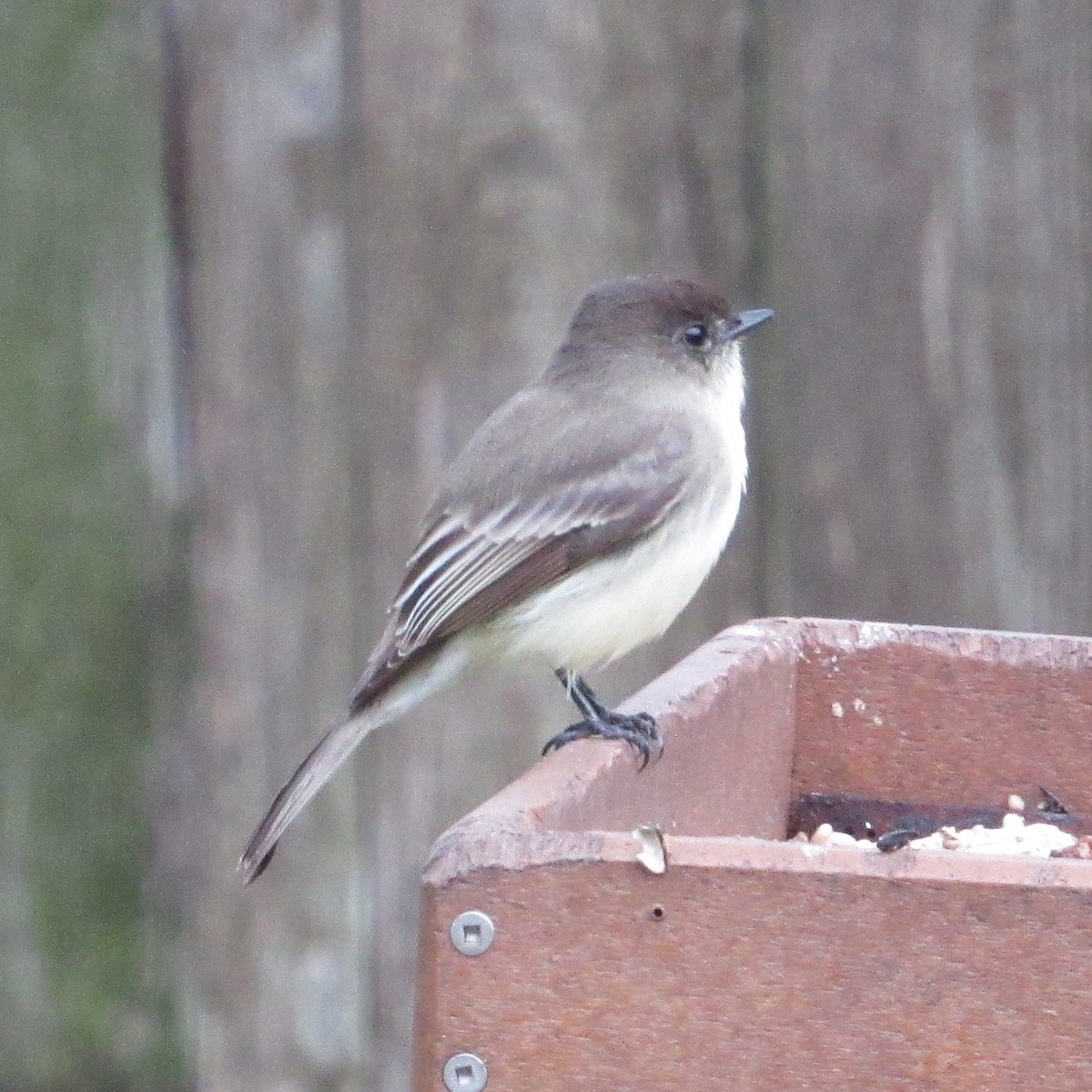 Eastern Phoebe - ML646424120