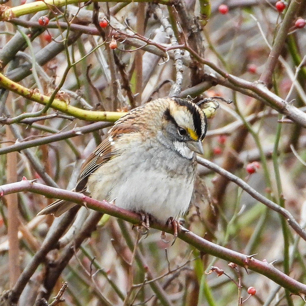 Weißkehlammer - ML646424121