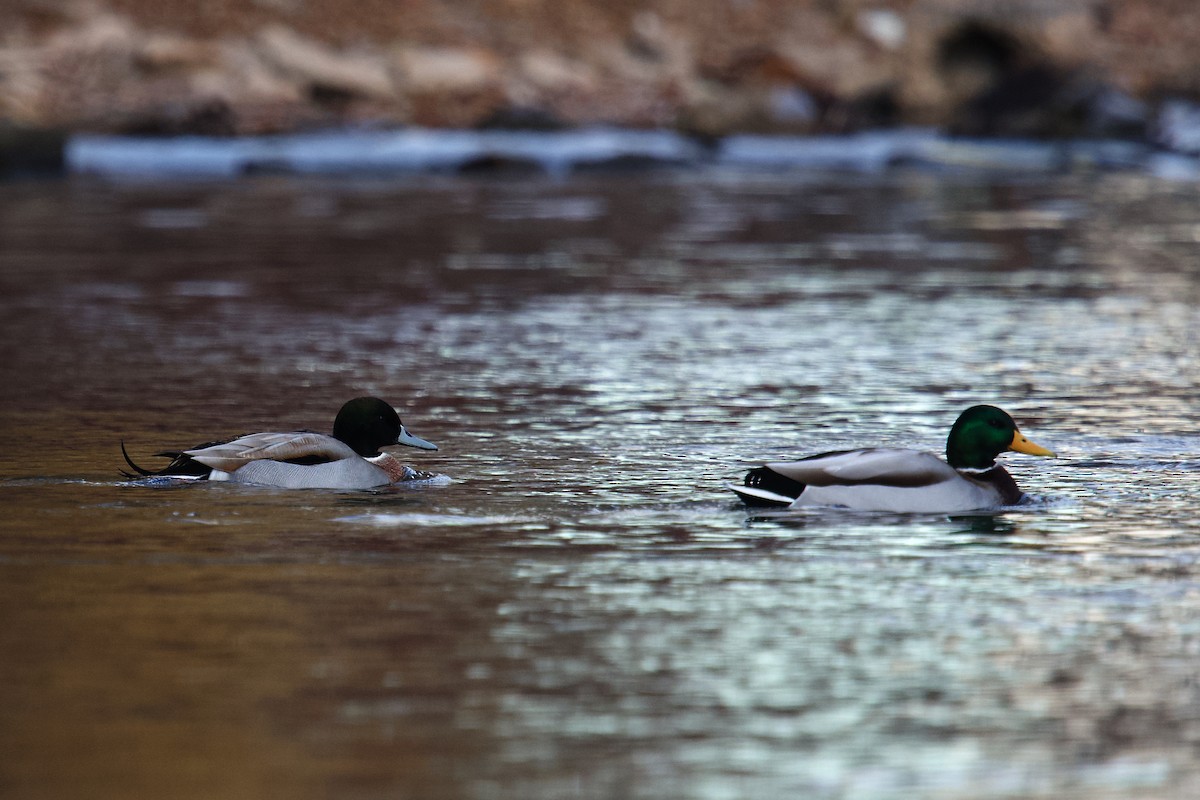 Mallard x Northern Pintail (hybrid) - ML646424122