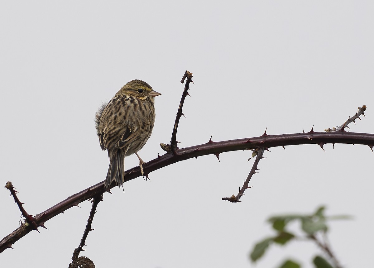 strnadec luční - ML646424123