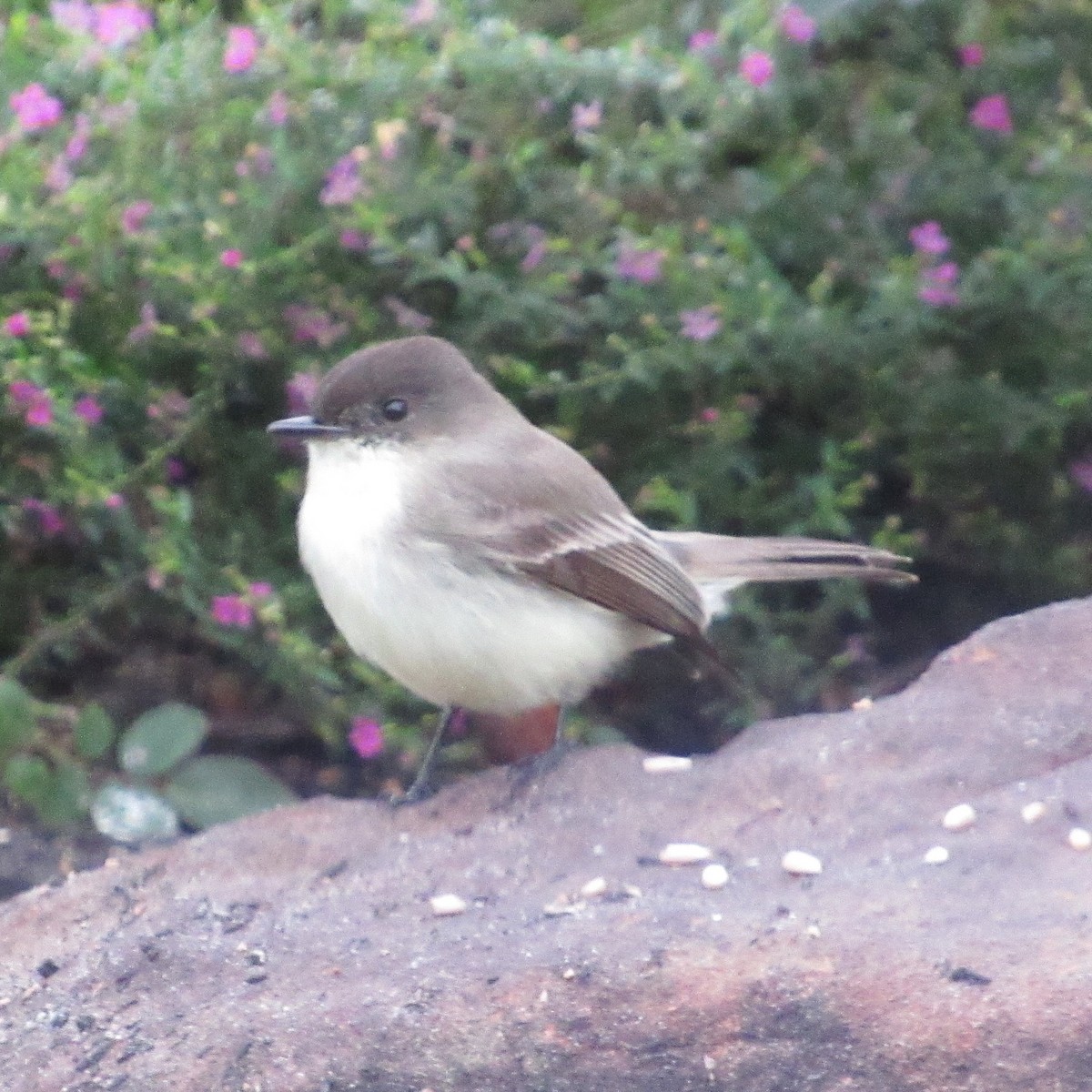 Eastern Phoebe - ML646424130