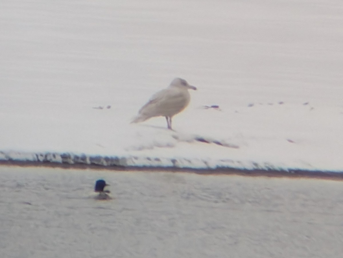 Мөсний цахлай - ML646424131