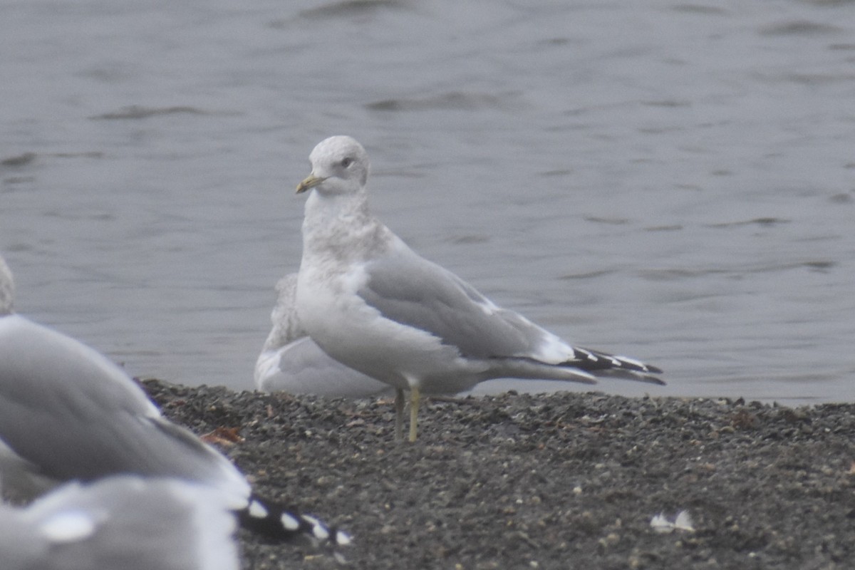 Short-billed Gull - ML646424133