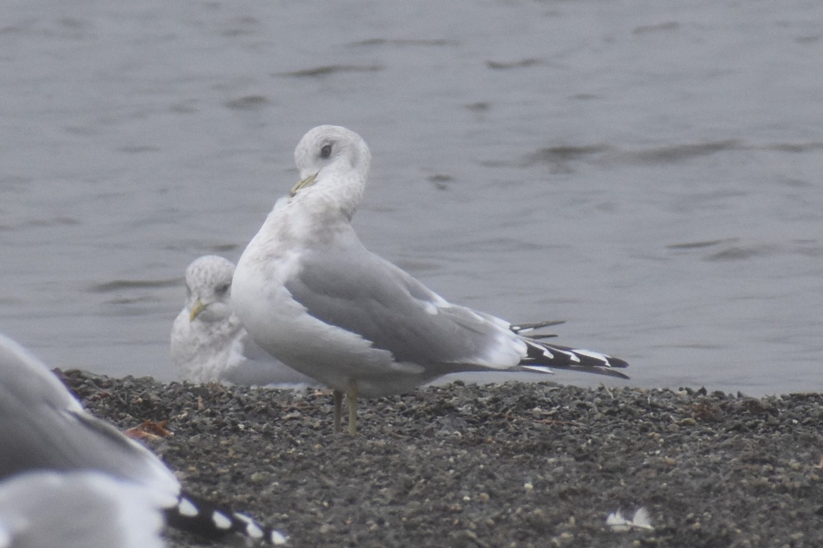 Short-billed Gull - ML646424134