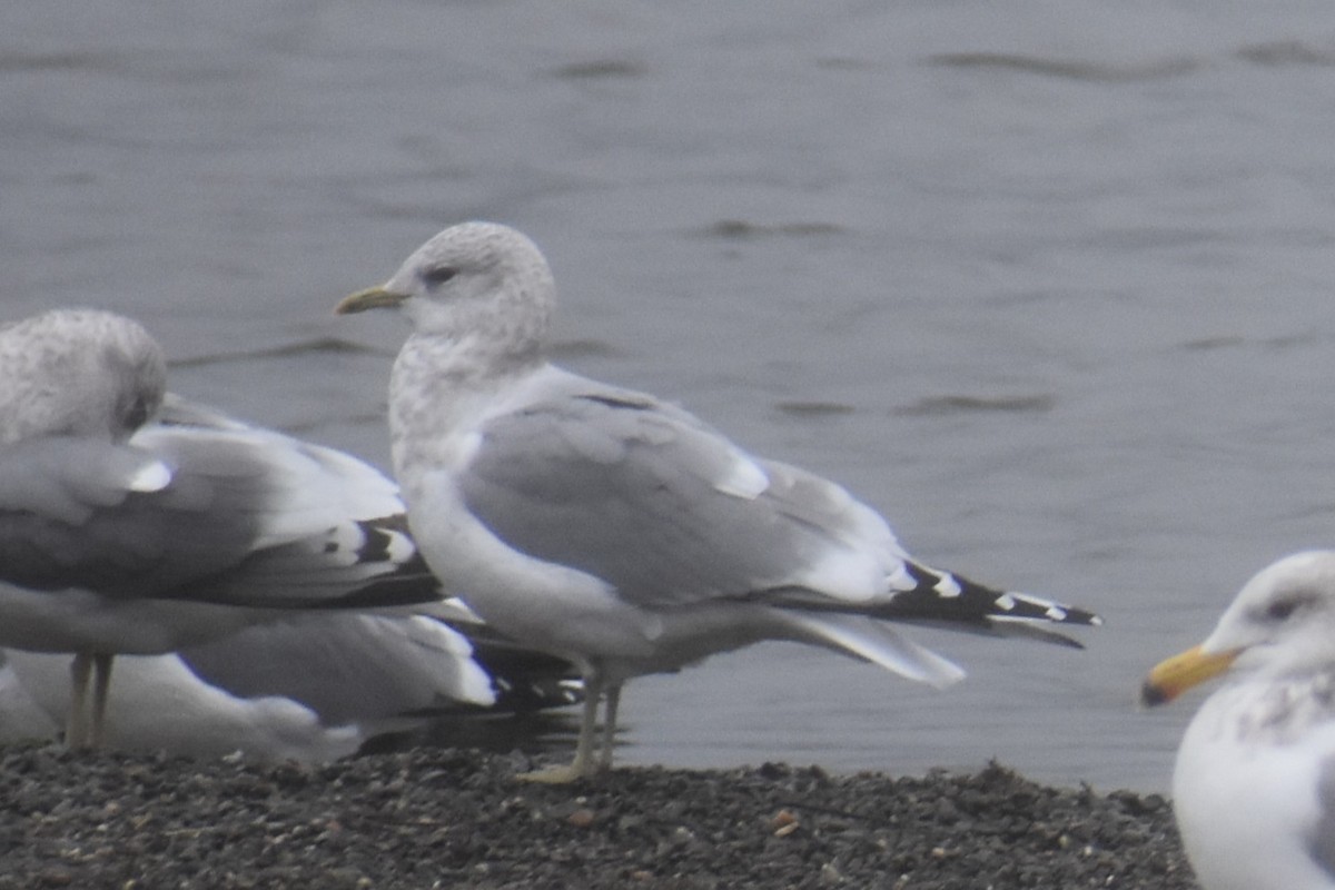 Short-billed Gull - ML646424135