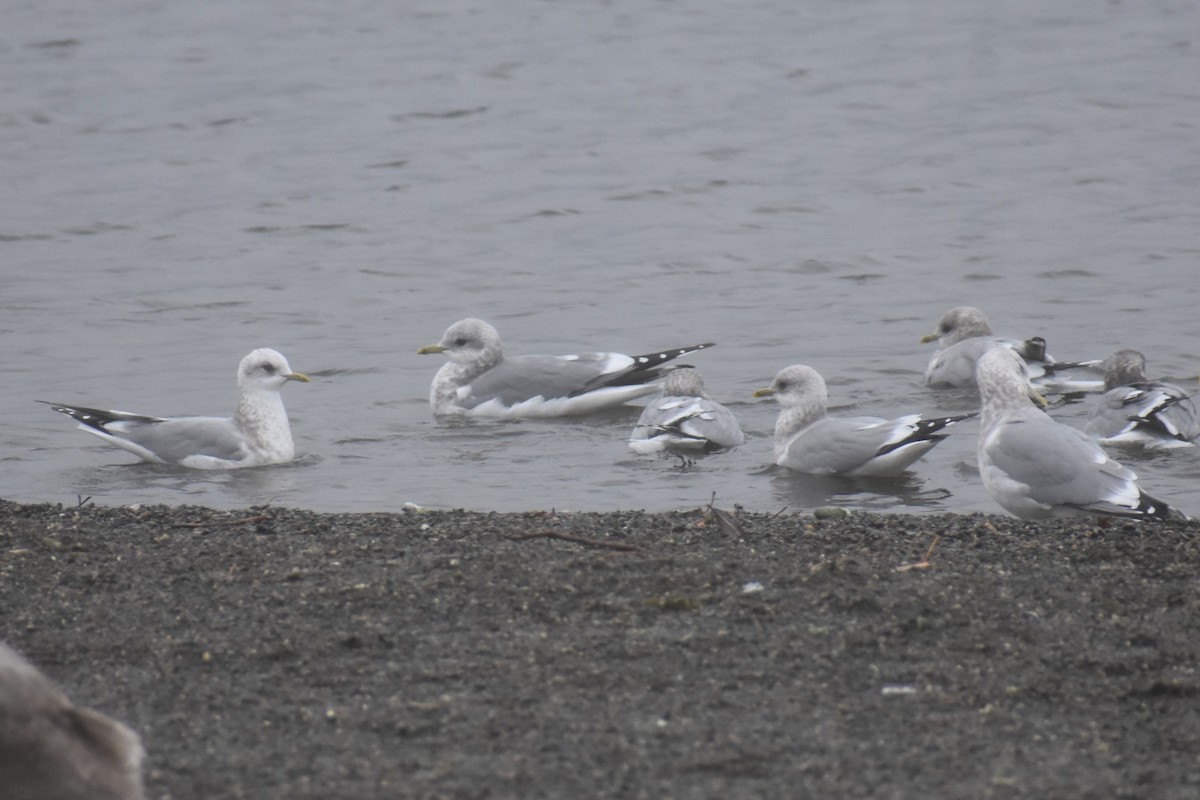 Short-billed Gull - ML646424136